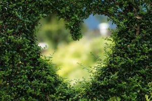 Pixabay Foto "Heart" © by Bianca Mentil