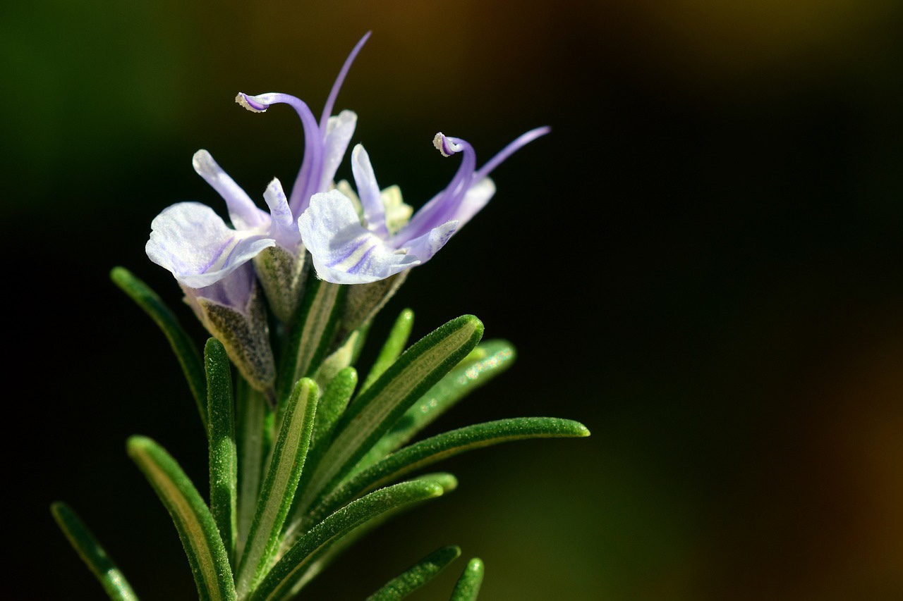 Das Bild zeigt einen violett blühender kräftig grüner Rosmarinzweig auf dunklen Natur – Hintergrund